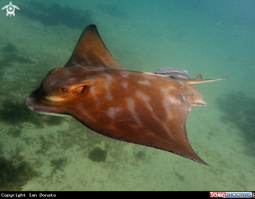 A Southern eagle ray