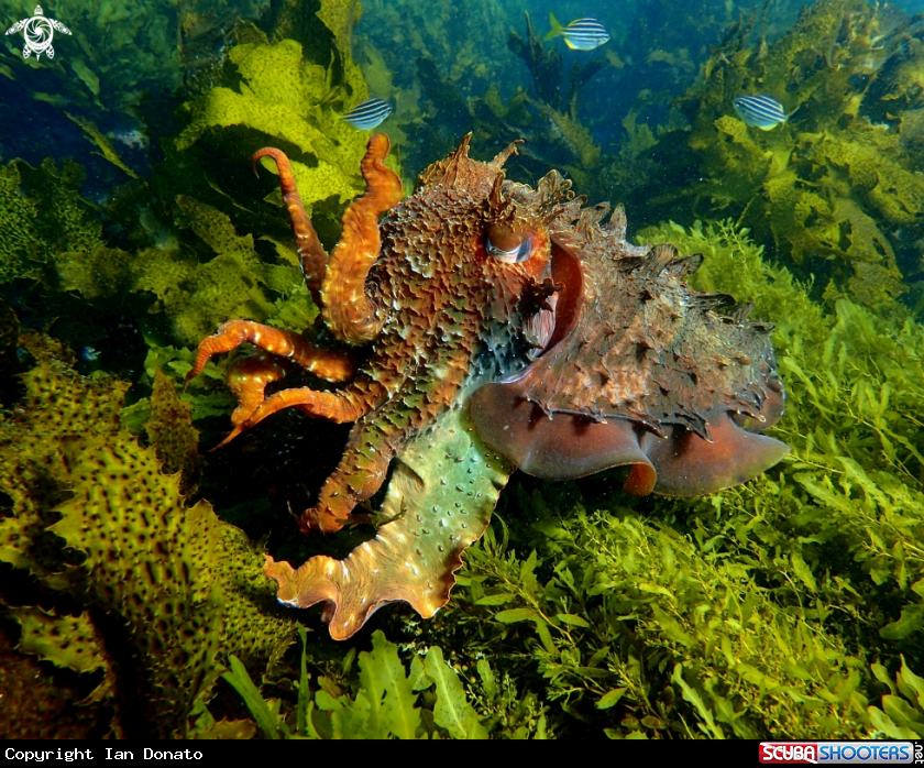 A Australian giant cuttlefish