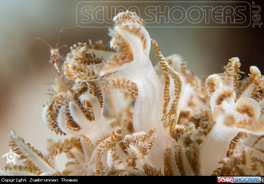 A Two stripes Shrimp