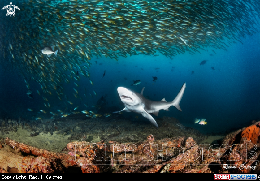 A Bull shark