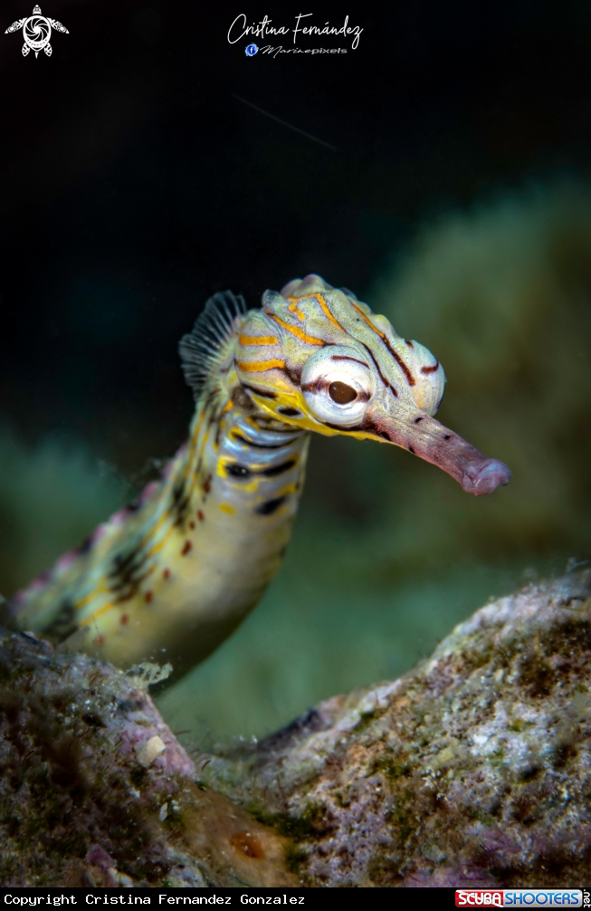 A Pipefish