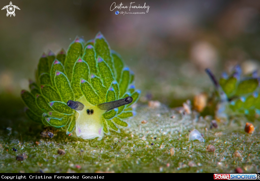 A Nudibranch