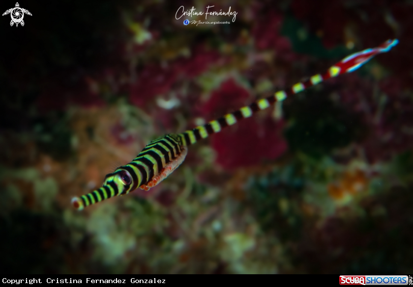 A Pipefish