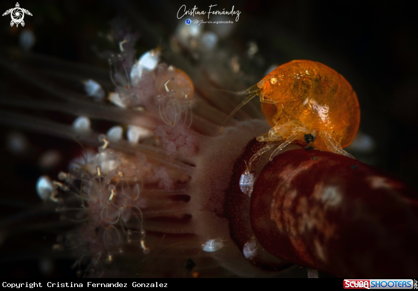 A Lady bug