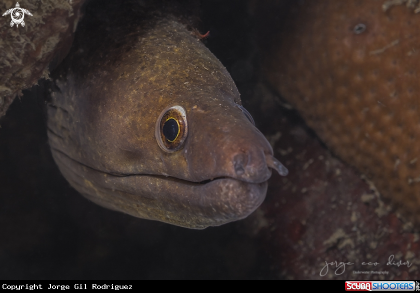 A Purplemouth moray