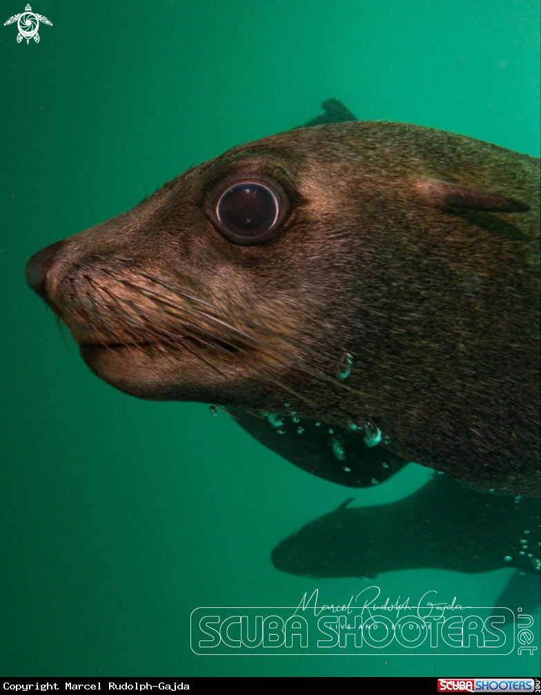 A Sealion