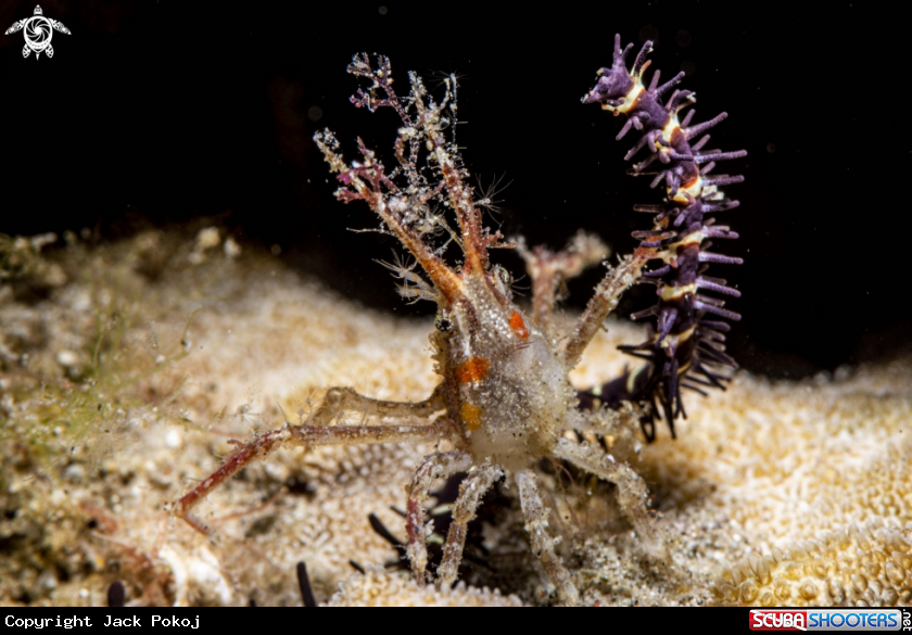 A Decorator crab