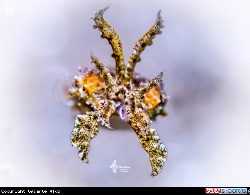A Cuttlefish