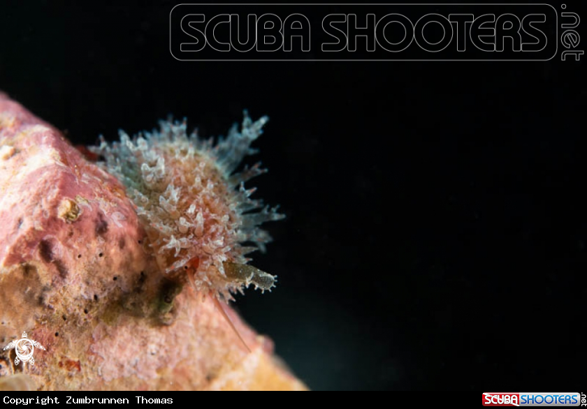 A Sea slug