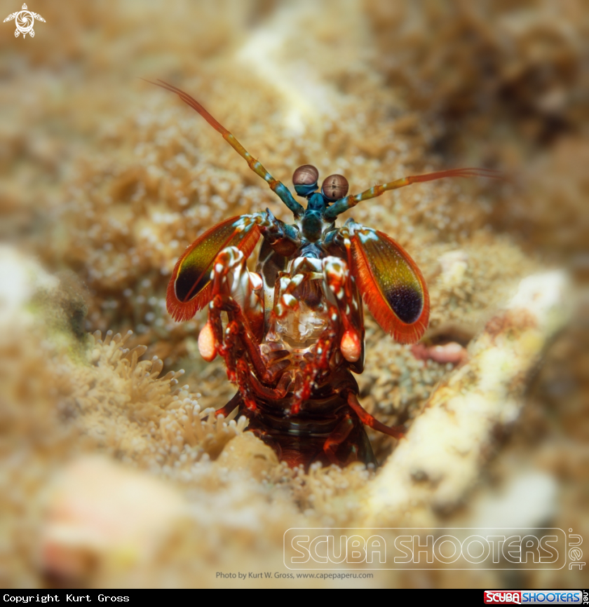 A Peacock Mantis shrimp