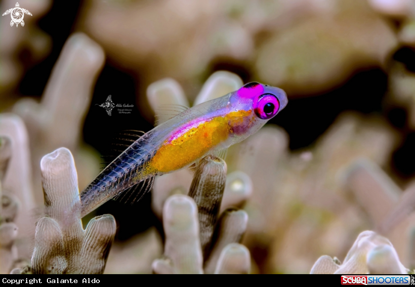 A Pink Eyed Goby