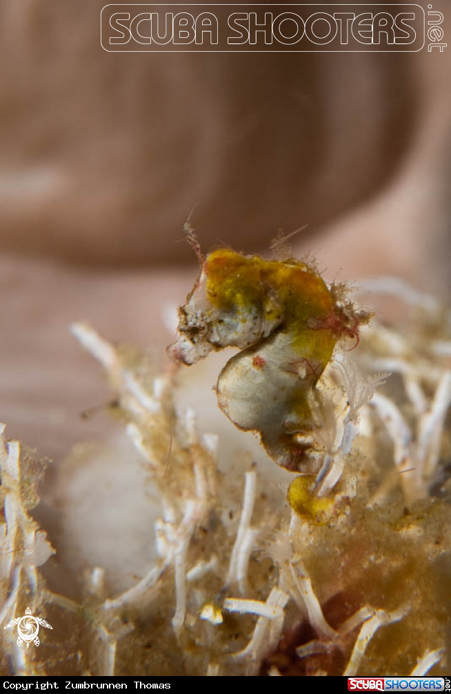 A Pygmy Seahorse 