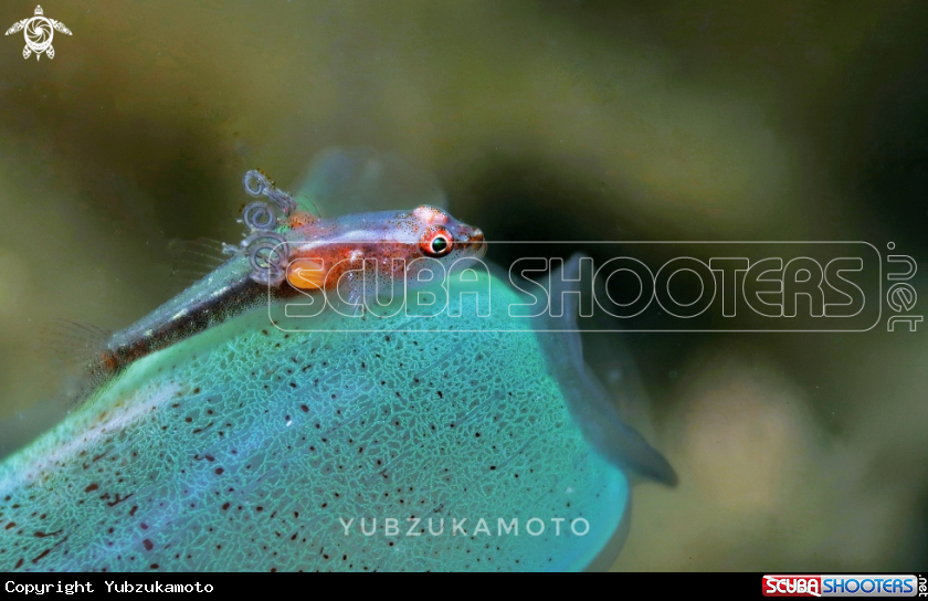 A Goby fish