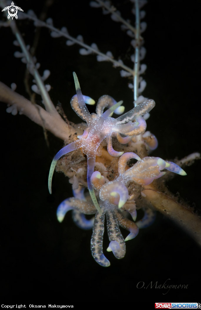 A Nudibranch Phyllodesmium poindimiei 