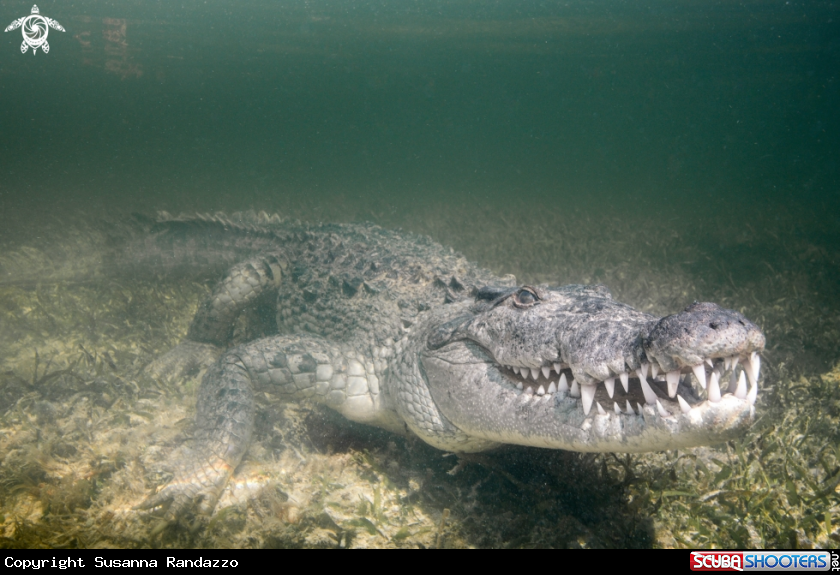 A American Crocodile