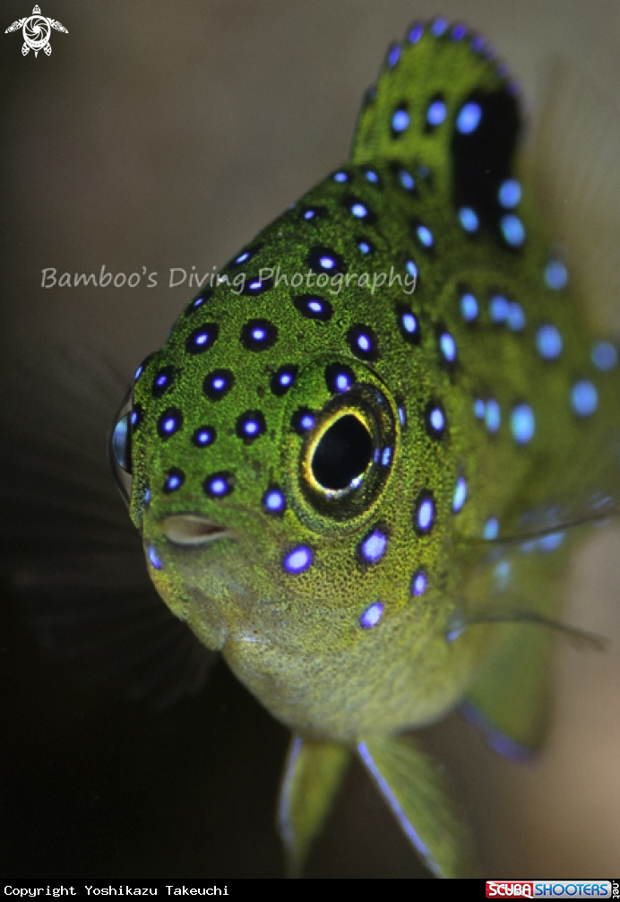 A underwater creature