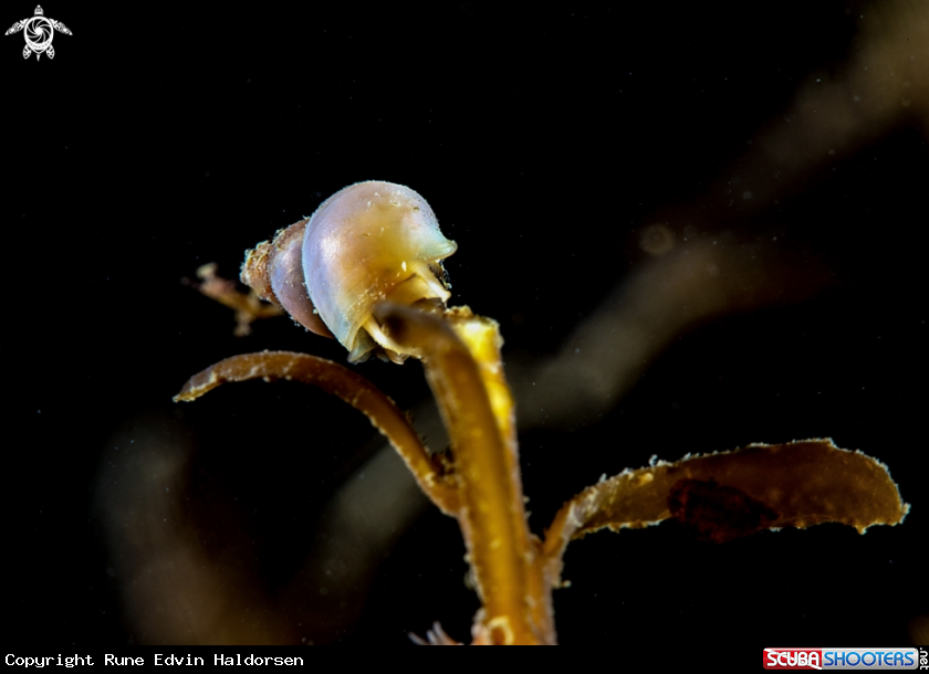 A Snail