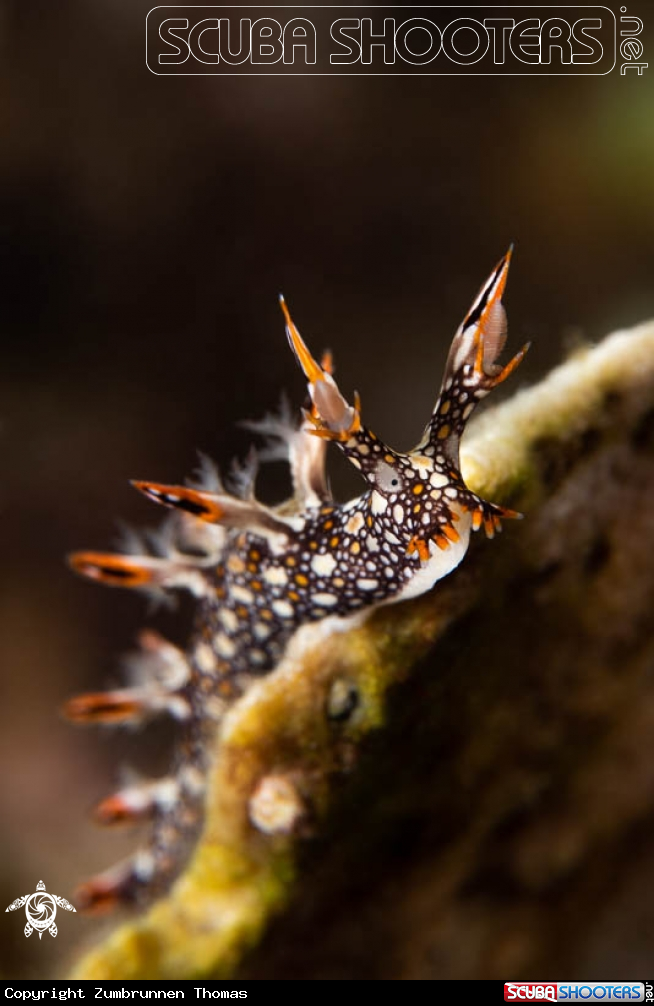A Nudibranch 