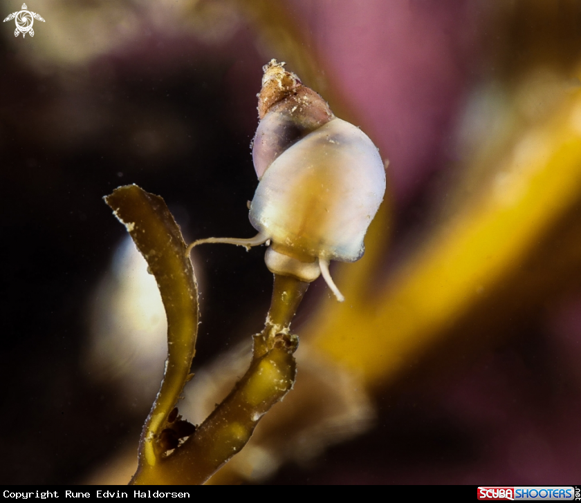 A Snail