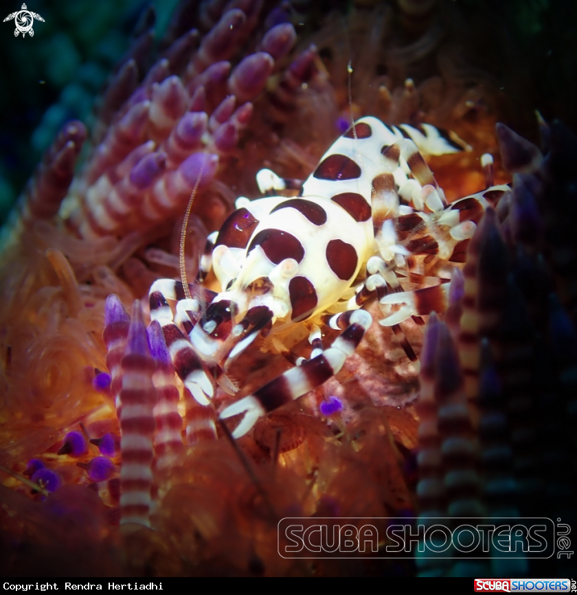 A Coleman Shrimp