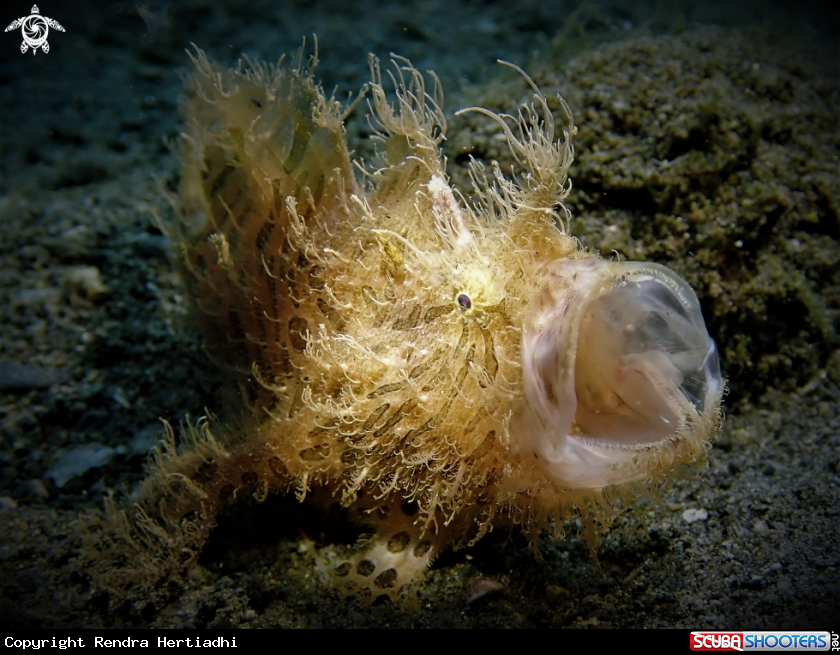 A Hairy frogfish