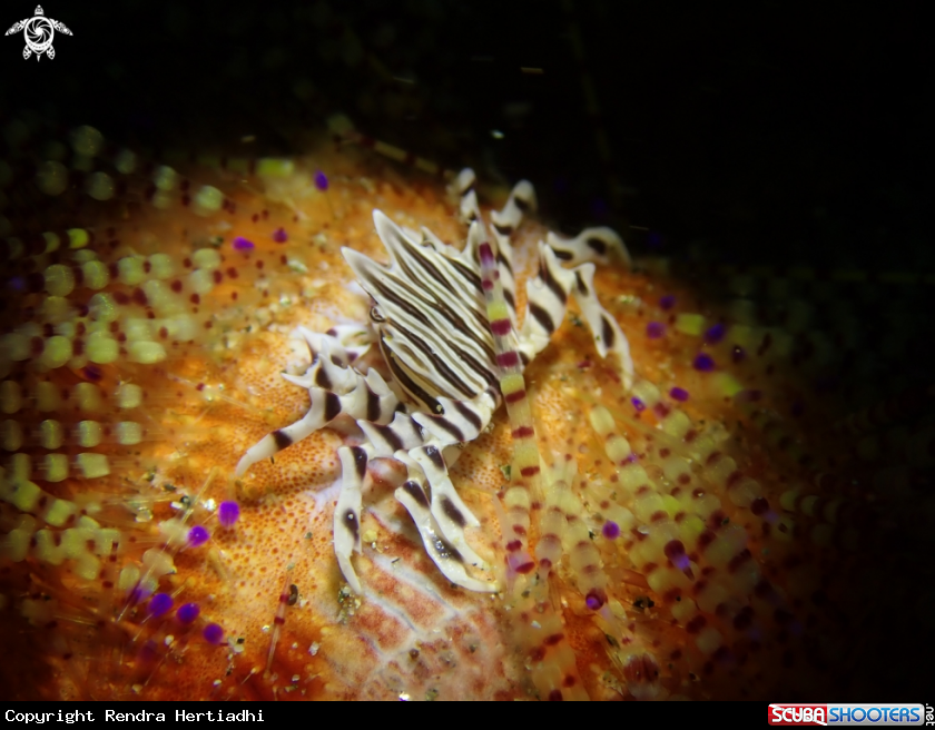 A Zebra Crab