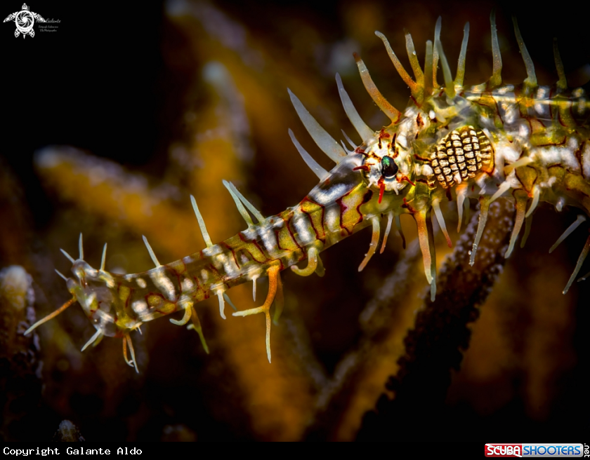 A Ghost Pipefish