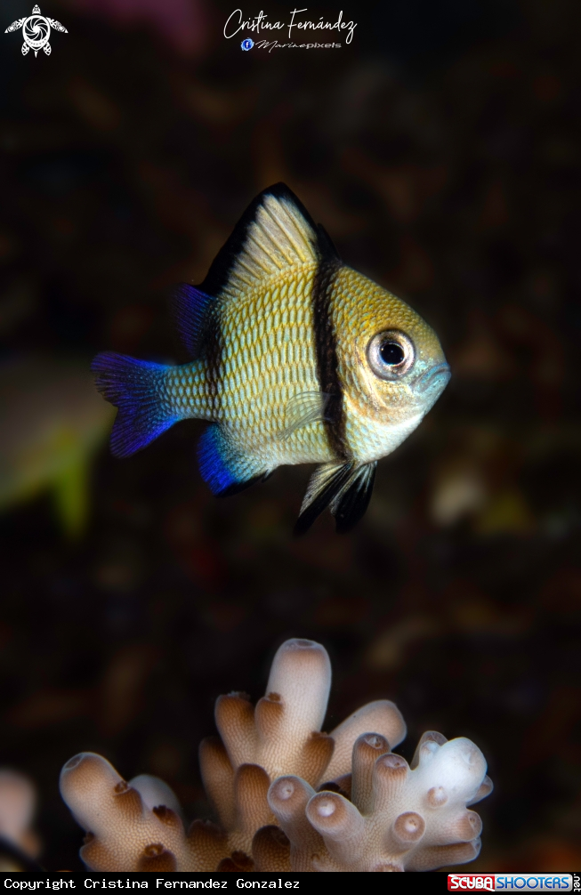 A Damselfish