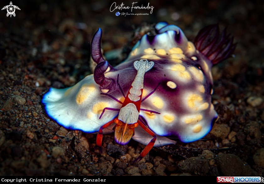 A Nudibrach