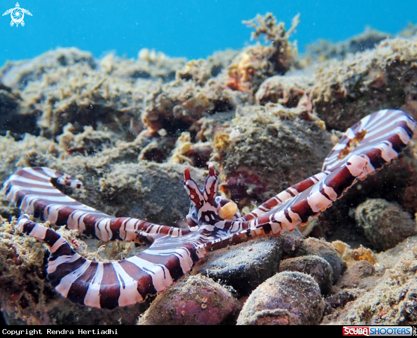 A Wunderpus Octopus