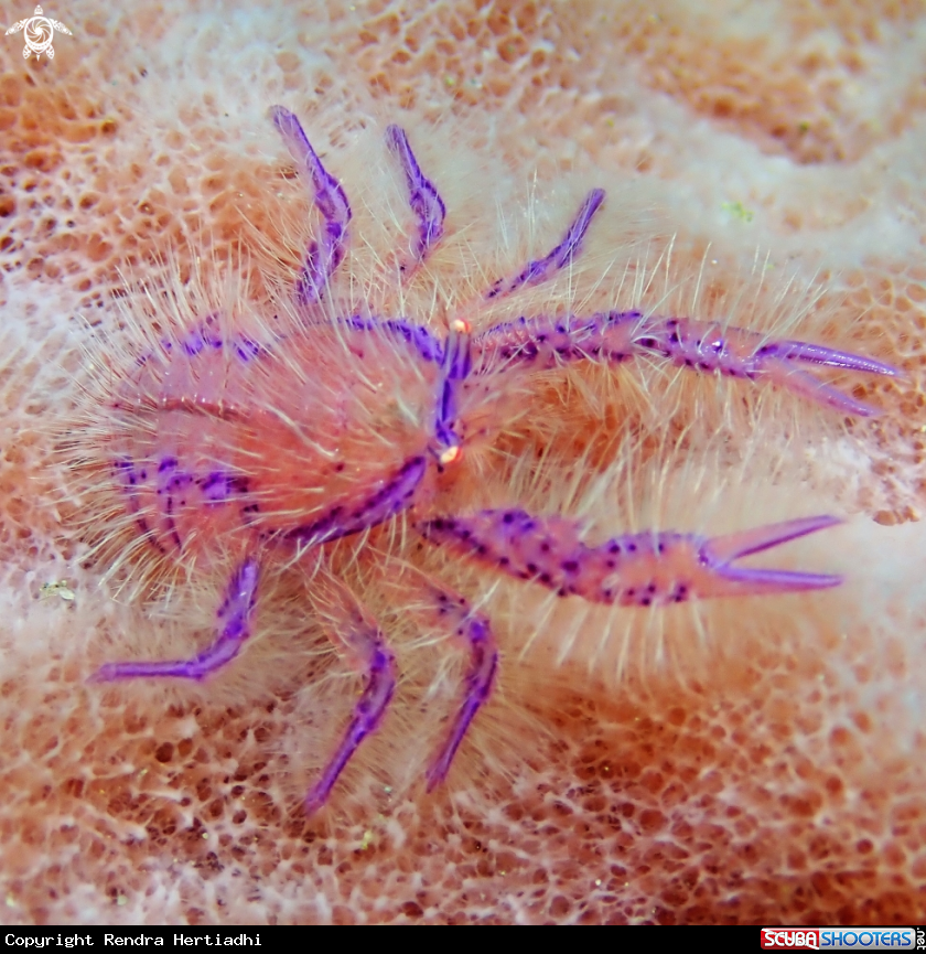 A Hairy Squat Lobster