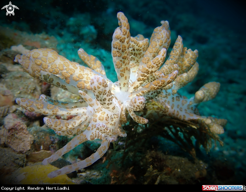 A Solar Powered Nudibranch