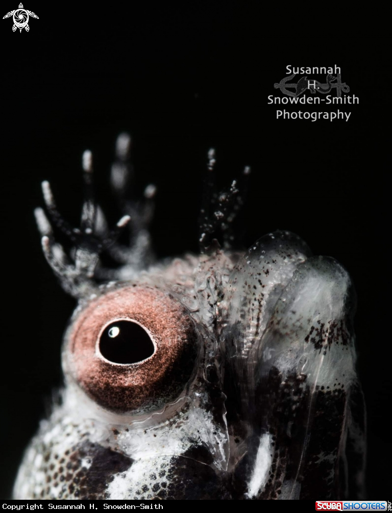 A Blenny