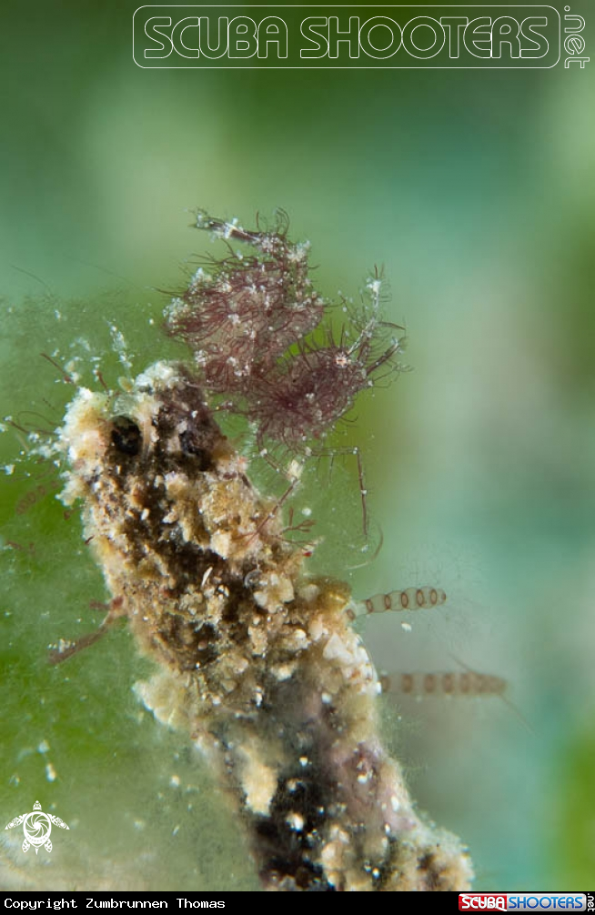 A Hairy Shrimp 