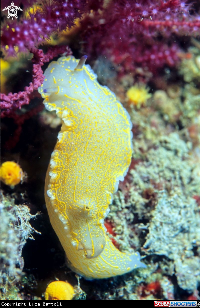 A nudibranch