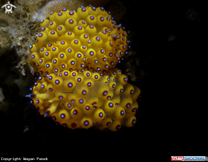 A Janolus sp