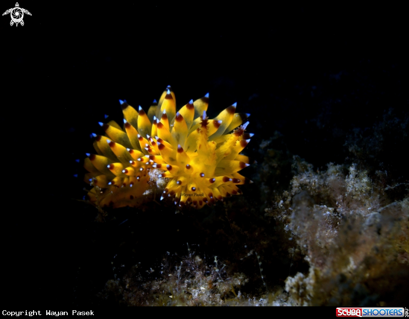 A Janolus sp