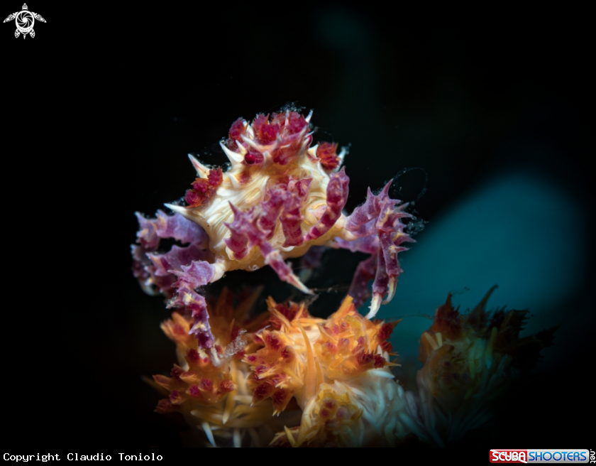 A Candy crab