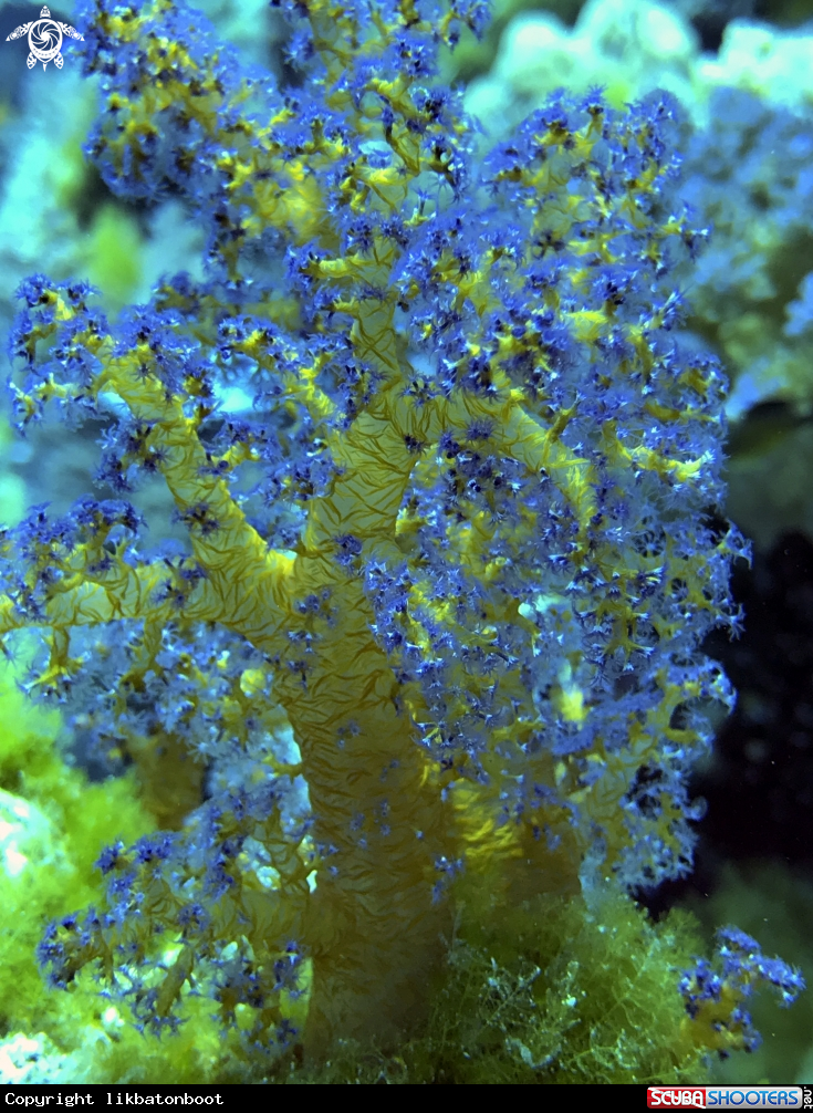 A soft coral
