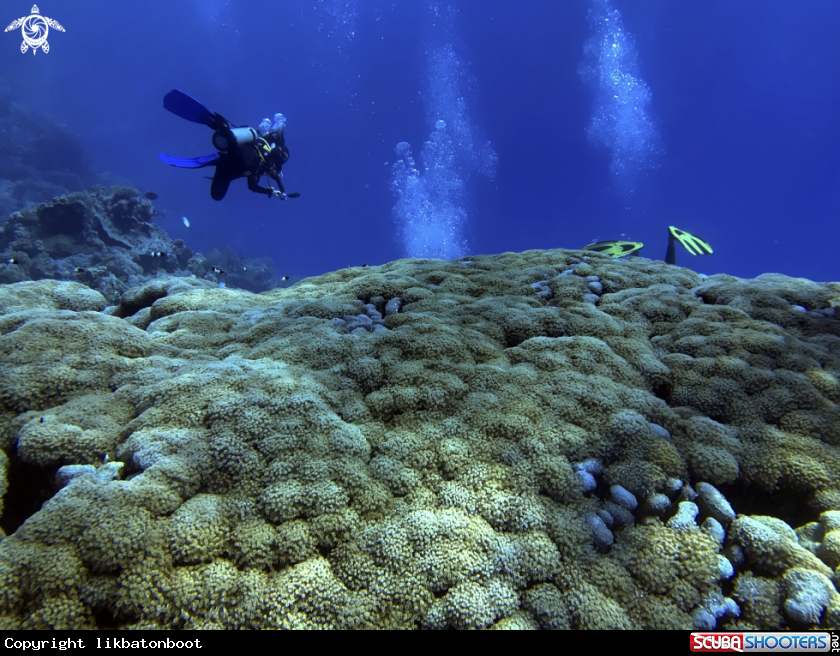 A Pulsating Soft Coral