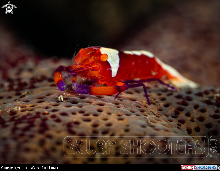 A Emperor Shrimp