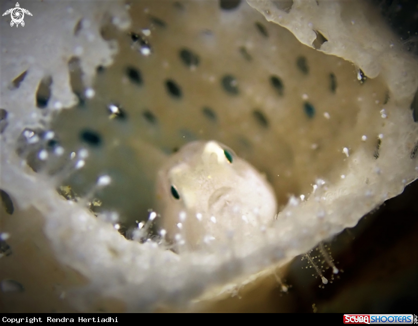 A Ghost Goby