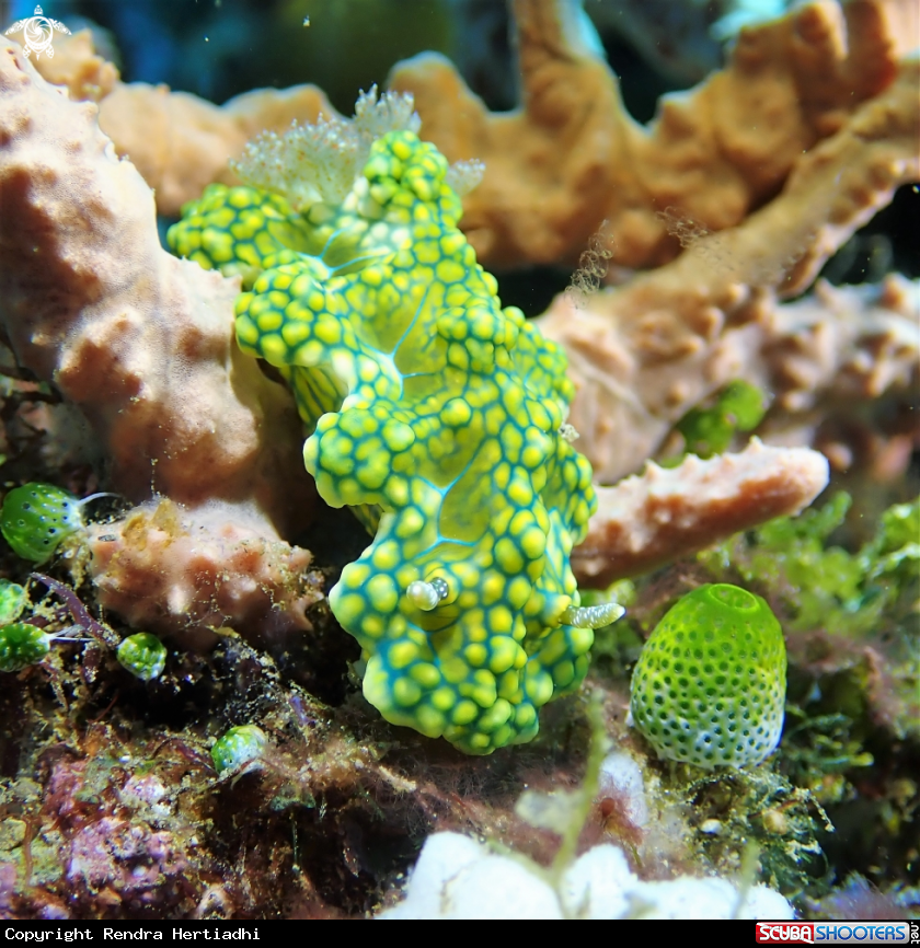 A Nudibranch