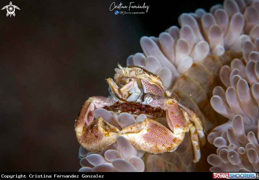 A Porcelain crab