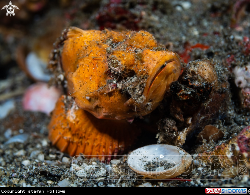 A Orange False Stonefish