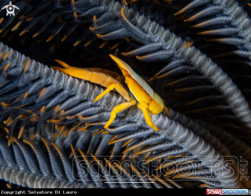 A Crinoid squat lobster