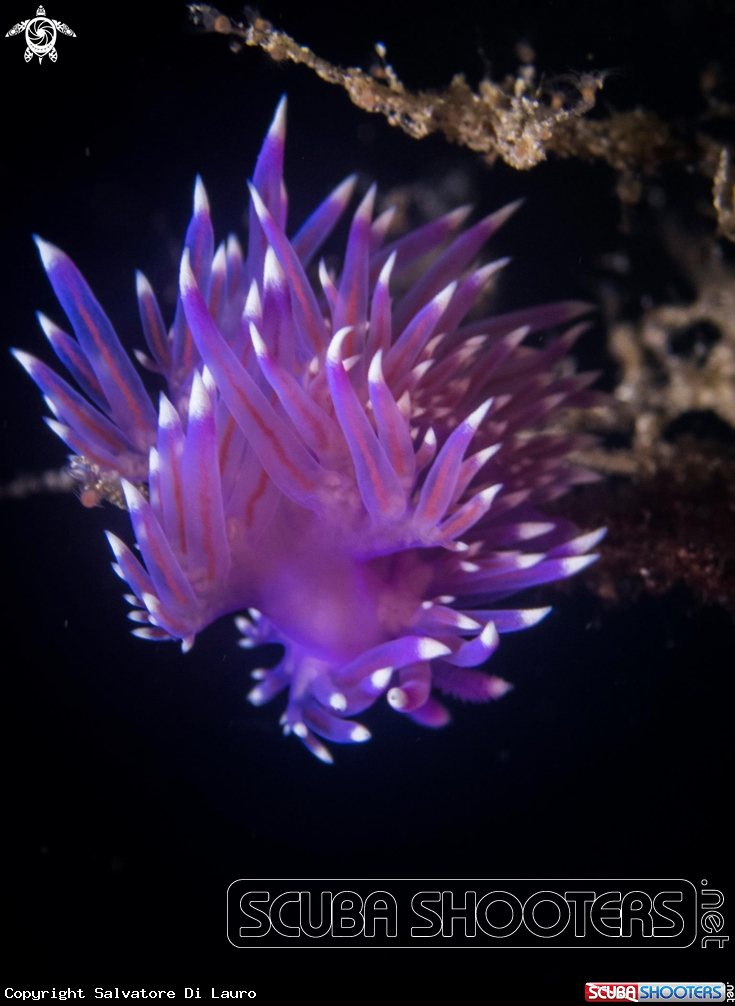 A Flavelina sp.