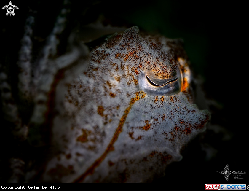 A Cuttlefish