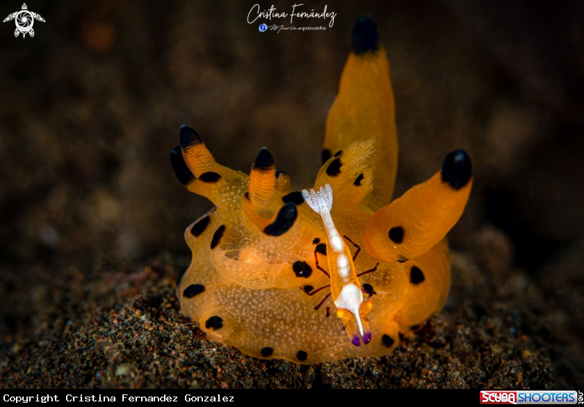 A Nudibranch