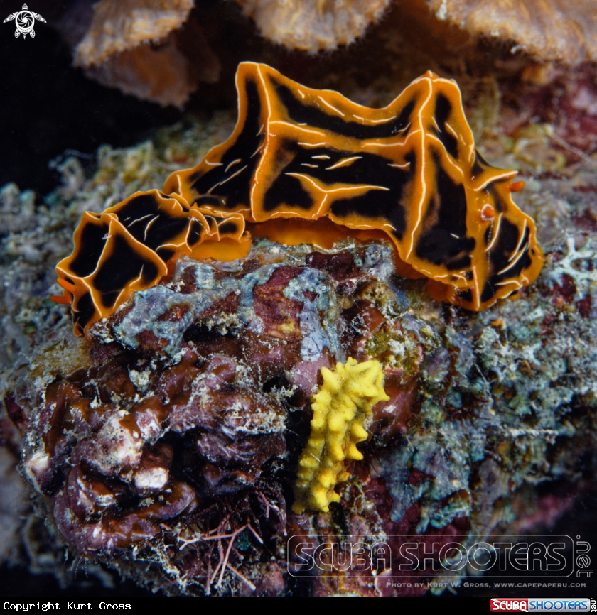 A Nudibranche